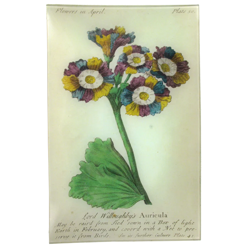 Auricula (Floral)