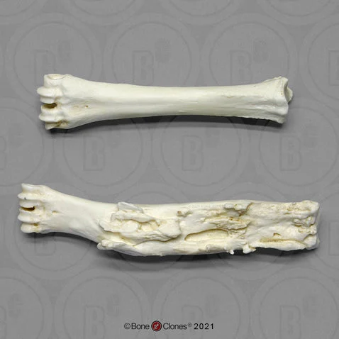Baboon Femora - pair Comparative Pathology
