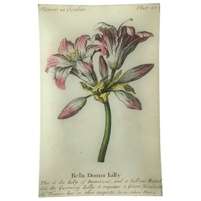 Bella Donna Lily (Floral)