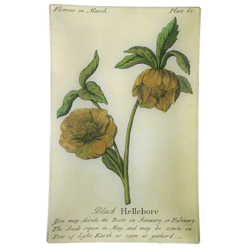 Black Hellebore (Floral)