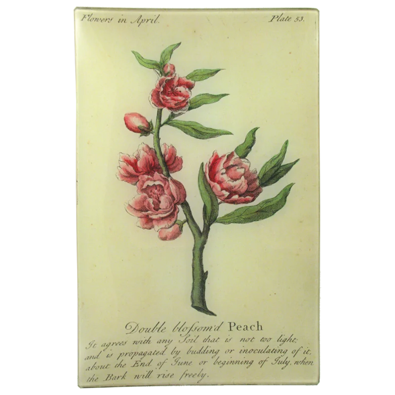 Blossom'd Peach (Floral)