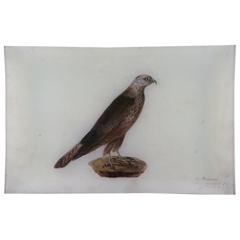 Buzzard 1830
