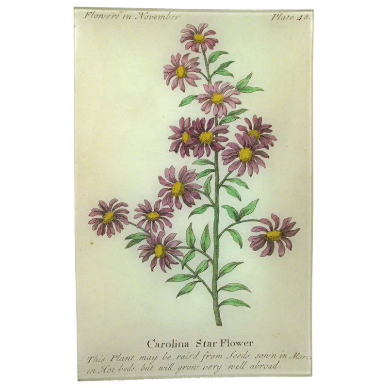 Carolina Starflower (Floral)