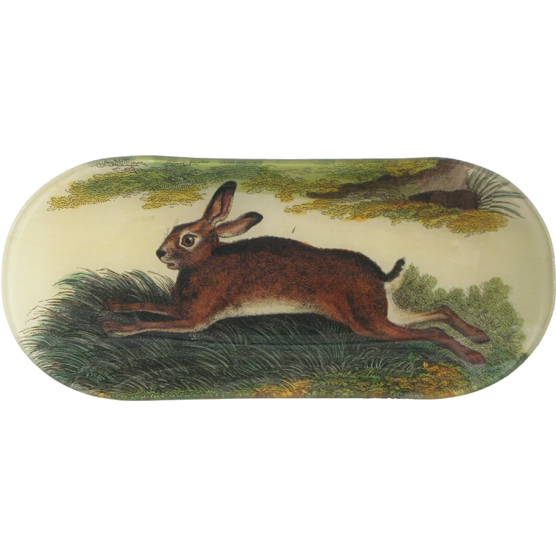 Common Hare