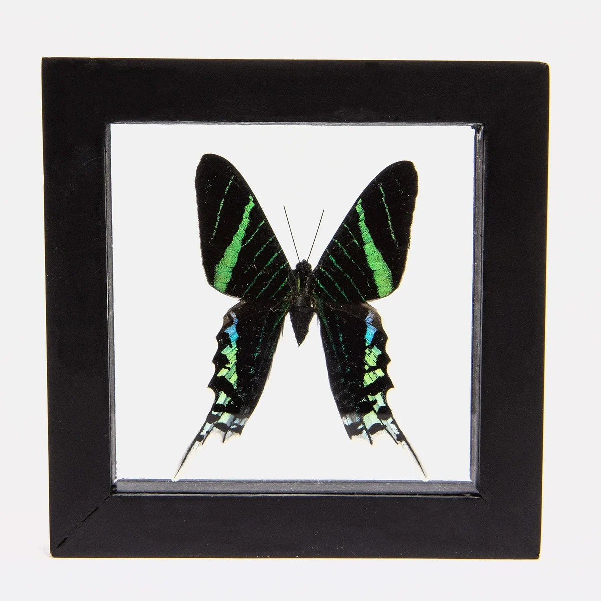 Real Green-banded Urania Butterfly in Black Frame