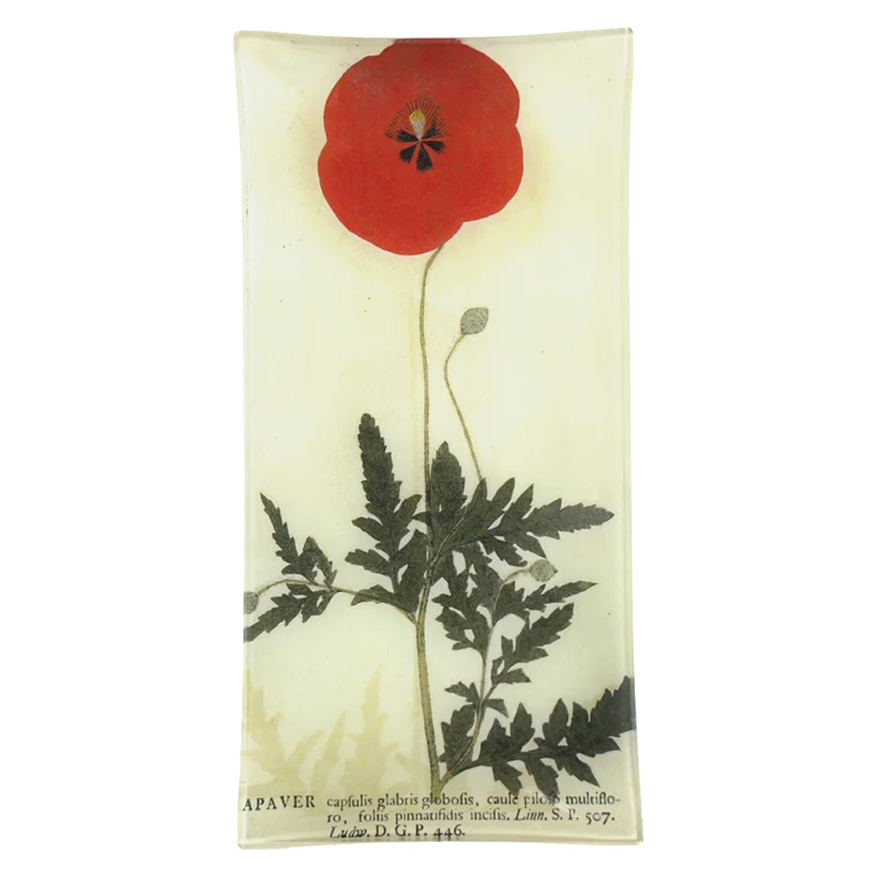 Red Poppy