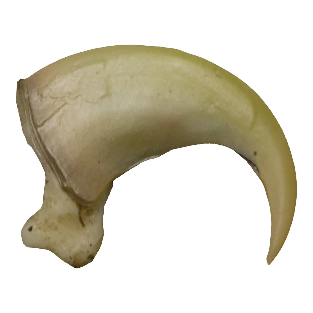 Replica Canadian Lynx Claw (4.5 cm)