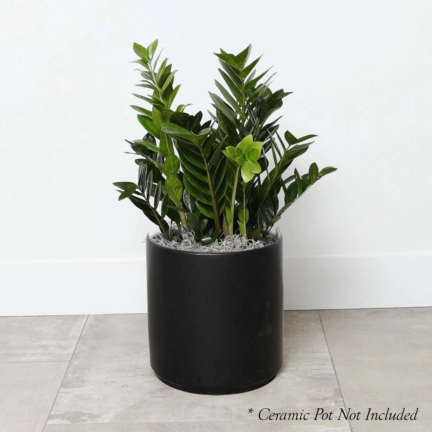 ZZ Plant - Zamioculcas - 10in